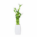 Medium Lucky Bamboo Arrangement in White Elegant Vase